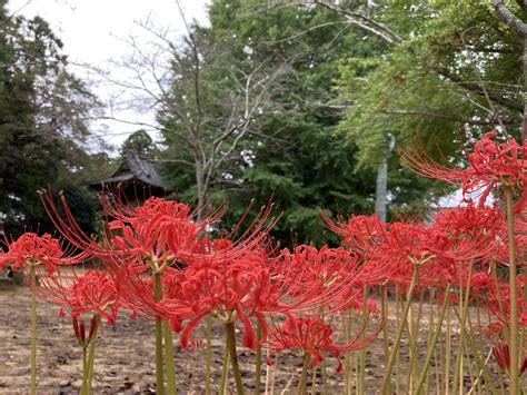 房間沒有門 彼岸花開花